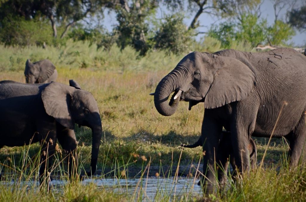 Elephants in the Okavango Delta, Botswana