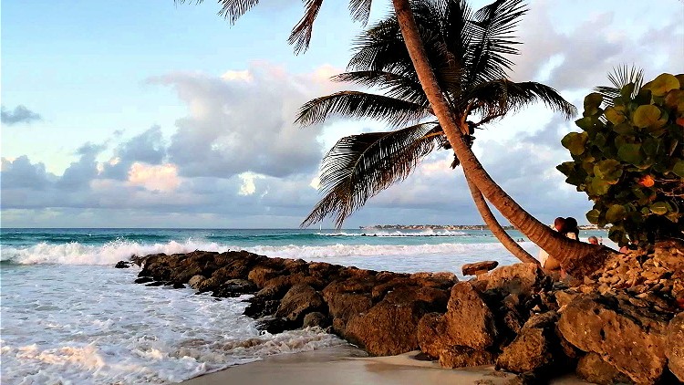 Dover Beach, Barbados with palm tree and turquoise water