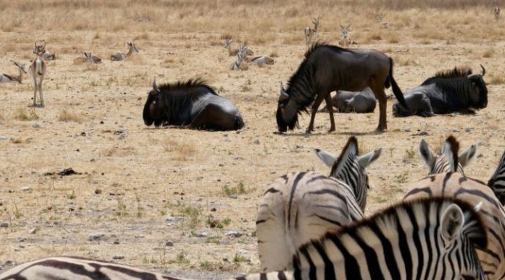 Wildlife in Namibia